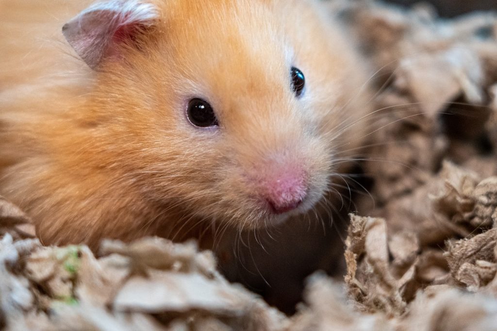 Is Peanut Butter Safe for Hamsters? Here's What You Should Know! Pet