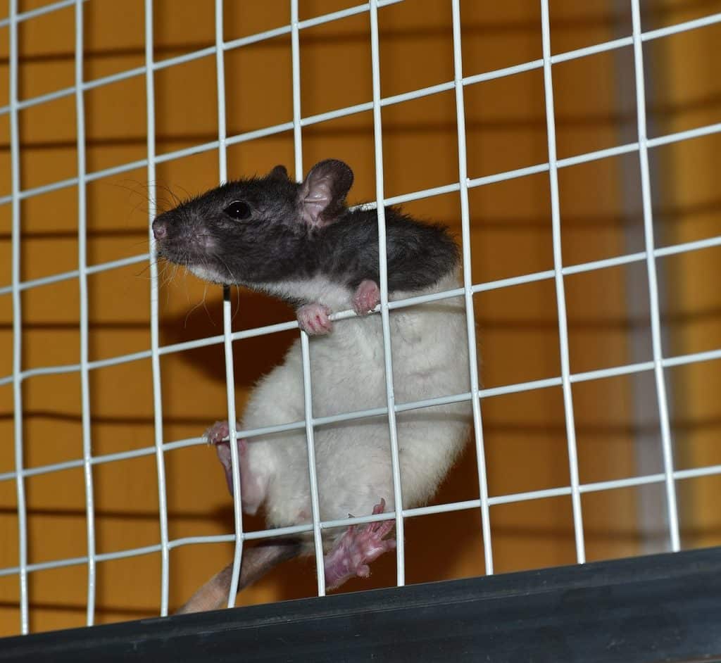 rat, cage, laboratory-822288.jpg