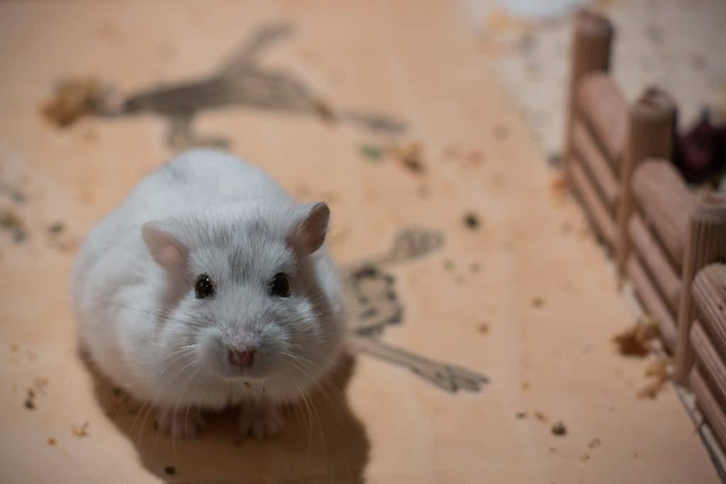 small, dwarf hamster, hybrid-3162232.jpg