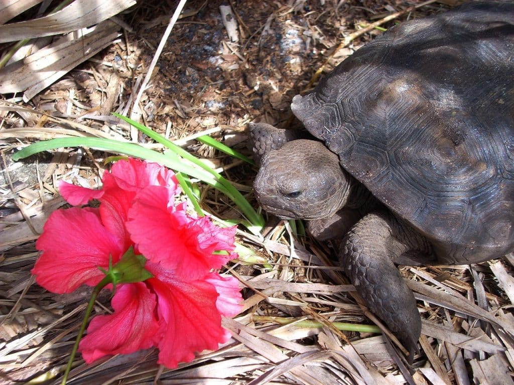 turtle, box turtle, land turtle-143337.jpg