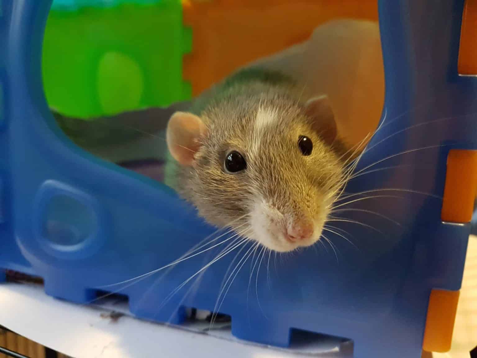 Fancy Rat: Facts, Characteristics, Care Guide, & More - Pet Breeezy