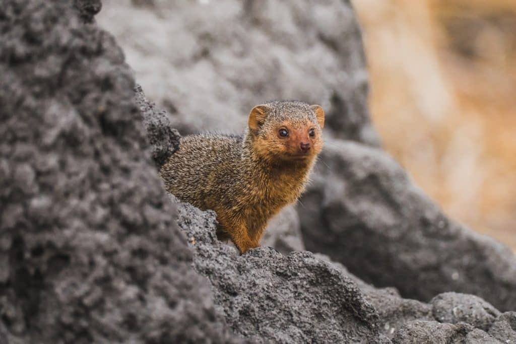 a small animal standing on top of a rock