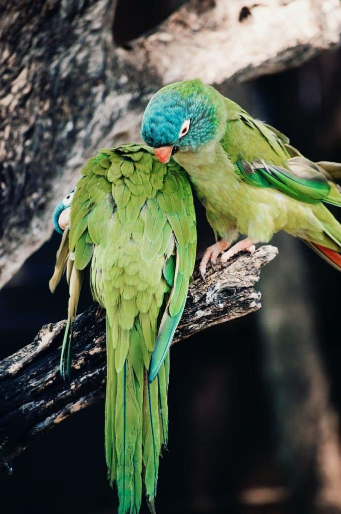 shallow focus photography of birds