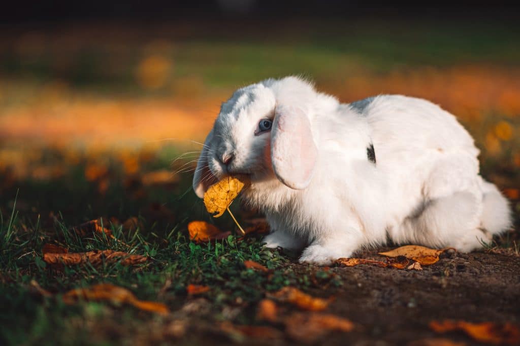 Close Up Photo of a White Rabbit