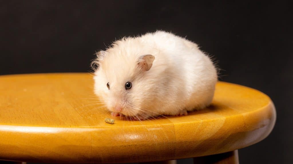 A Close-Up Shot of a Hamster on a Bar Stool