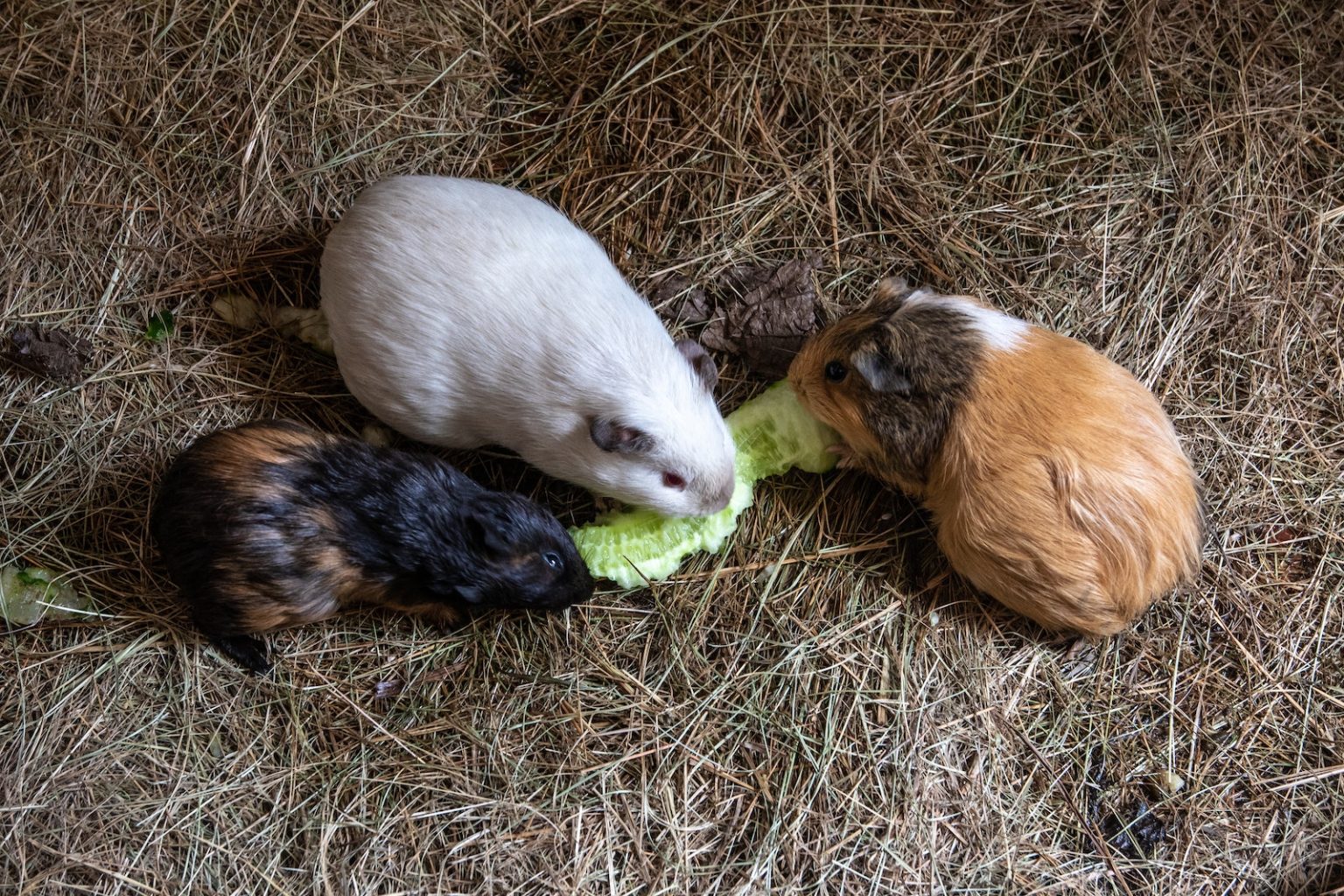 Why Do Guinea Pigs Consume Their Poop? The Cause of This Behavior Pet