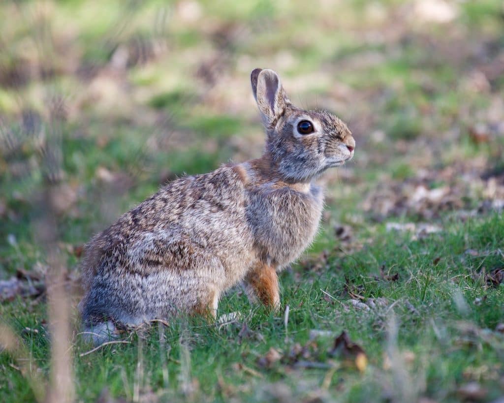 Close Up Photo of a Rabbit