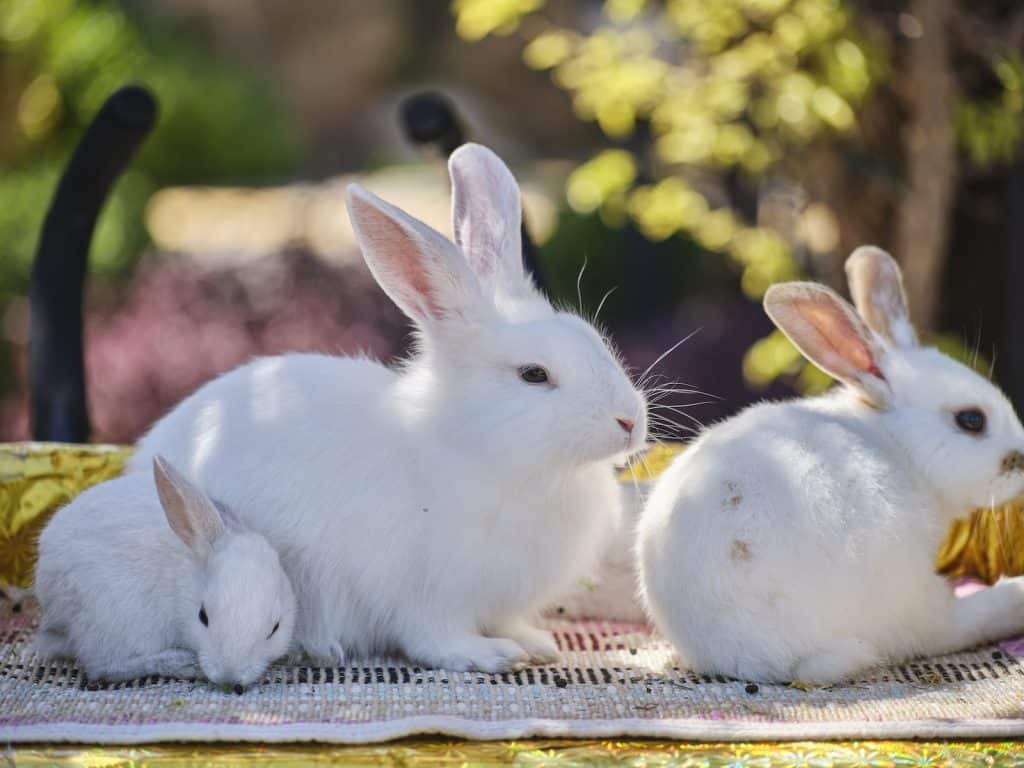 White Rabbits on a Mat