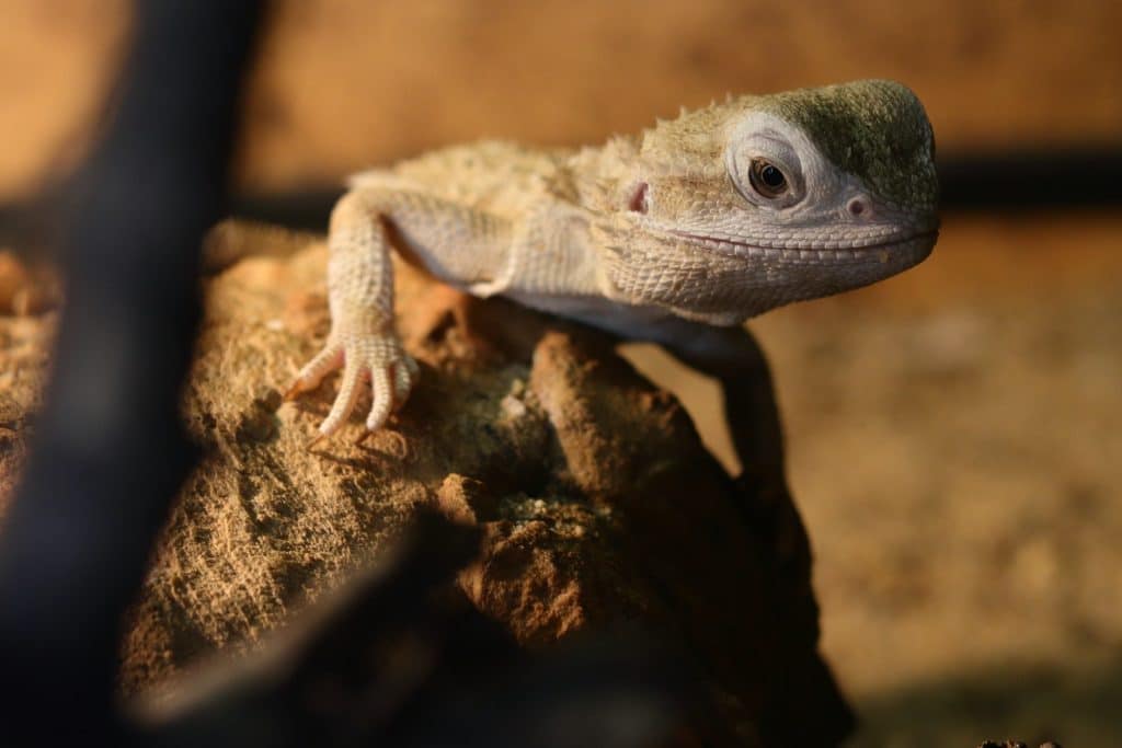 Close-up of a Bearded Dragon