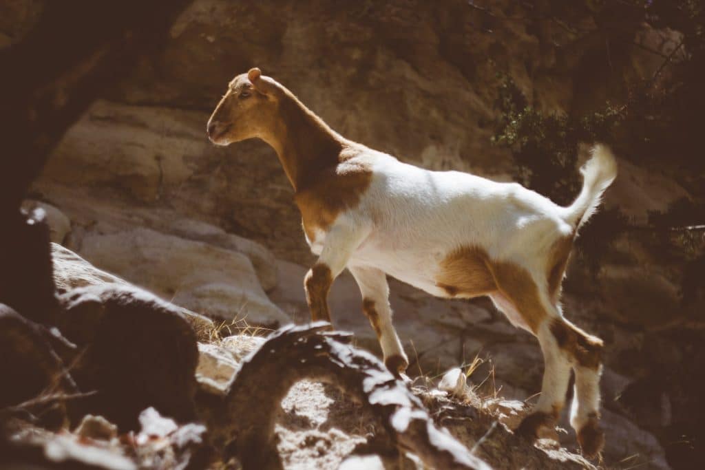 Brown and White Goat Standing on the Rock during Daytime