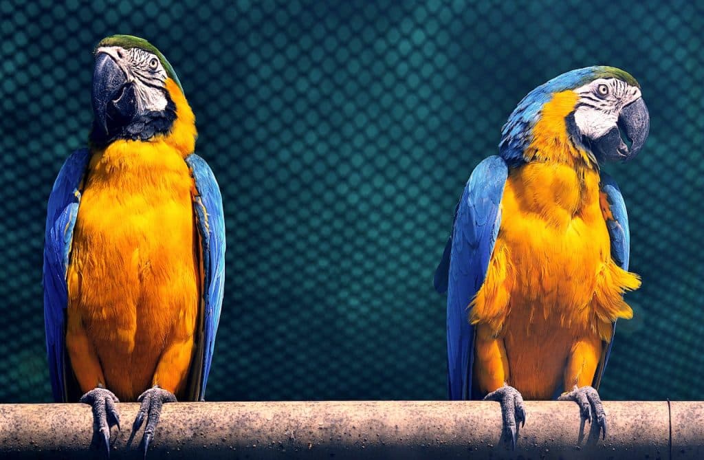 Macaw Birds