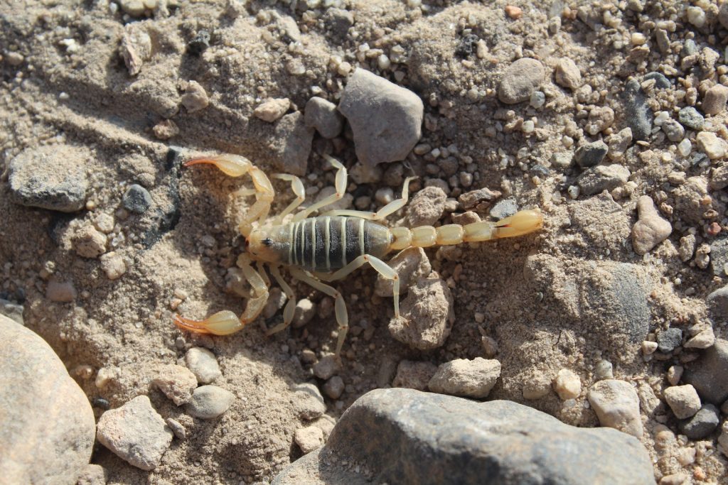 Close-Up Shot of a Scorpion