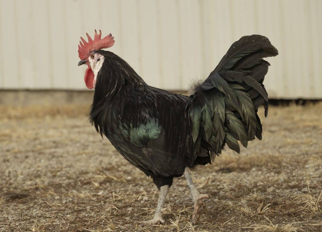 Bergischer Schlotterkamm German Breed of Domestic Chicken