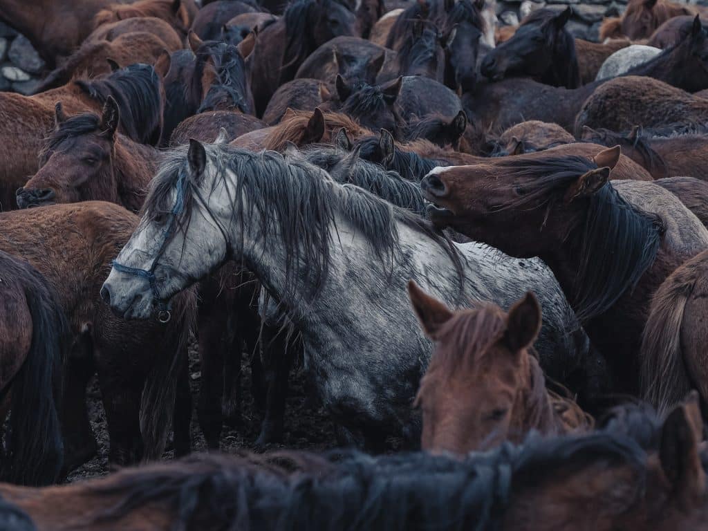 Free stock photo of animal, cavalry, cowman