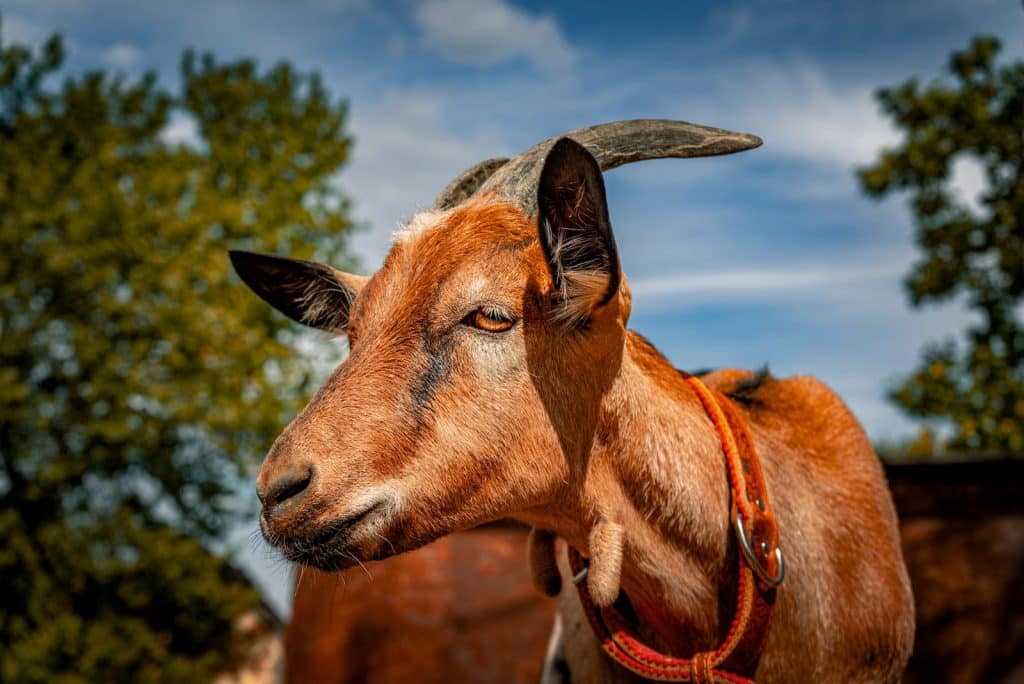 Close Up Photo of a Goat