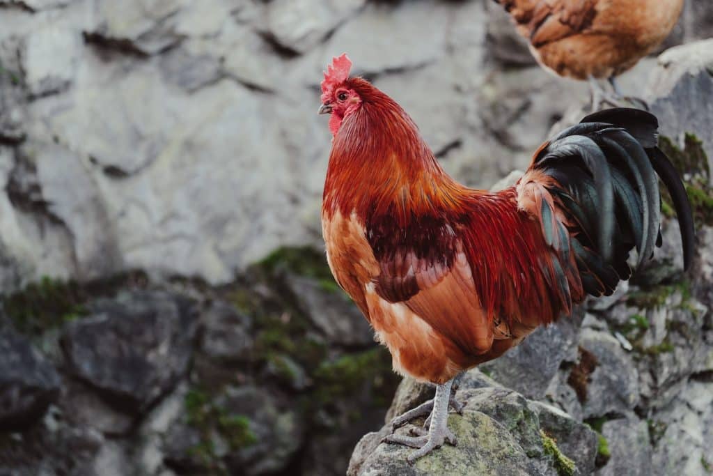 Free stock photo of animal, avian, beak