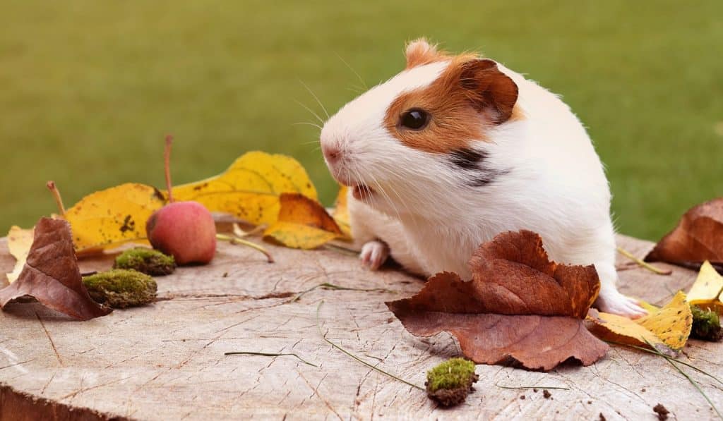 guinea pig, pig, fuzz