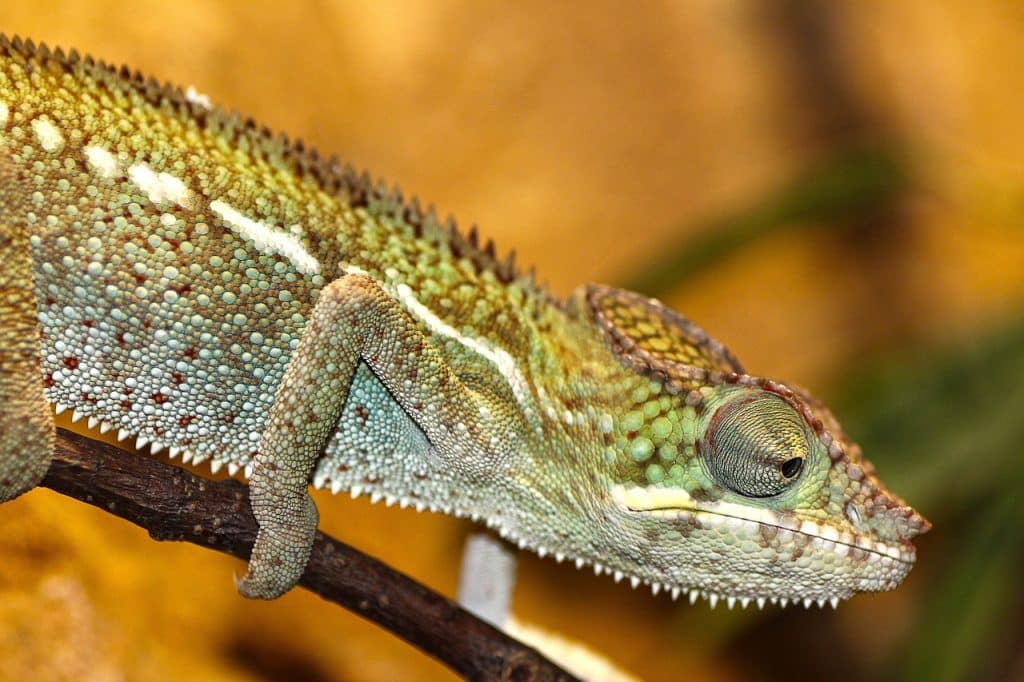 chameleon, animal, zoo