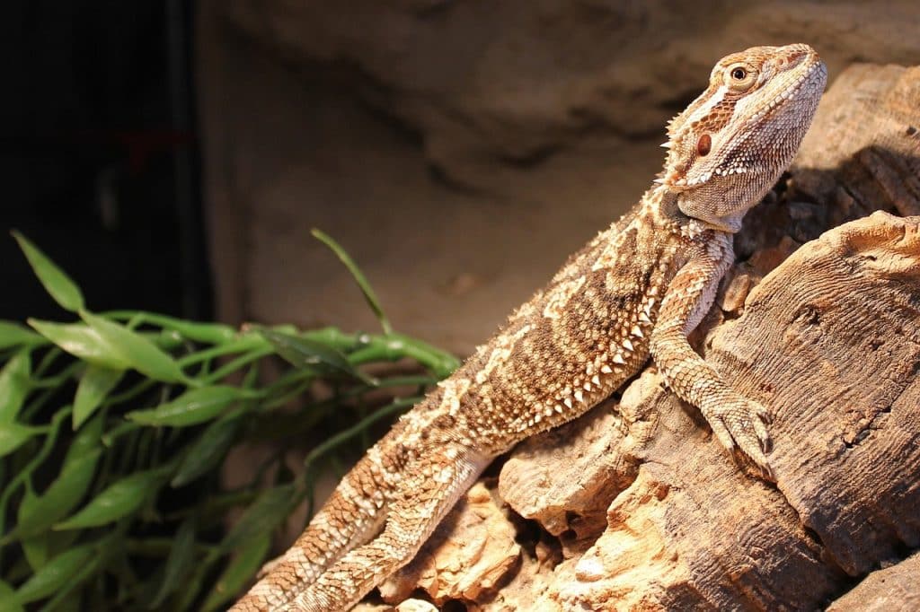 bearded, dragon, lizard