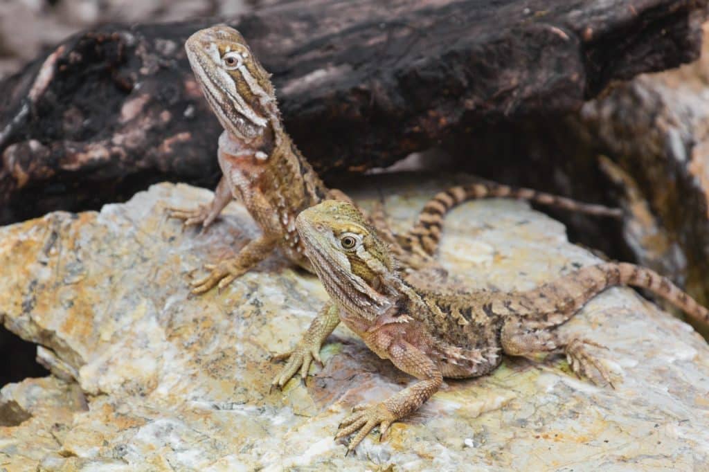 dwarf bearded dragon, agame, reptile