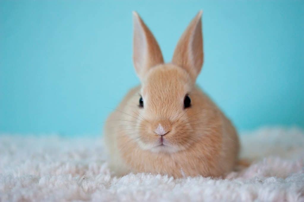 cute, baby, bunny