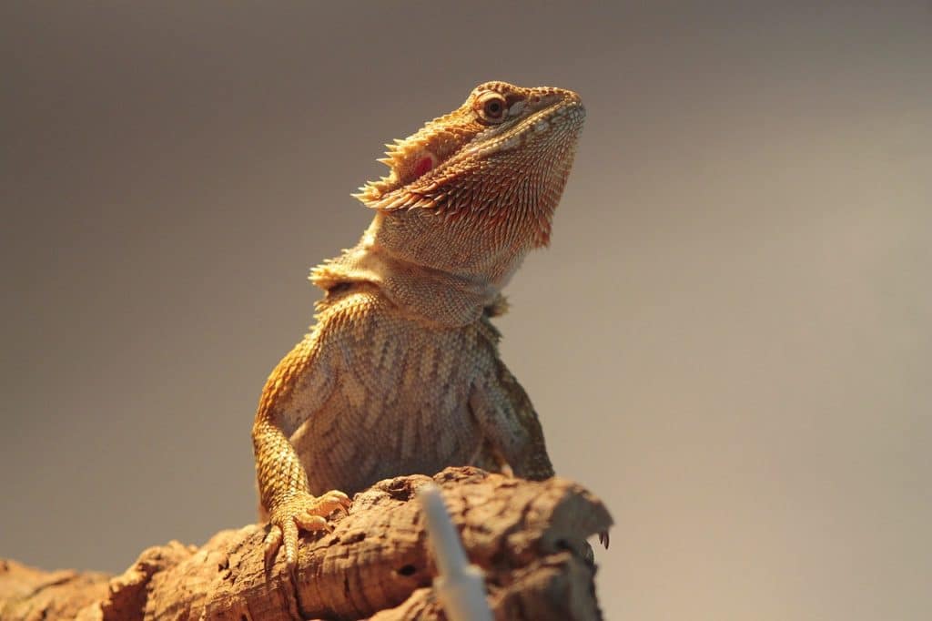 reptile, bearded dragon, animals