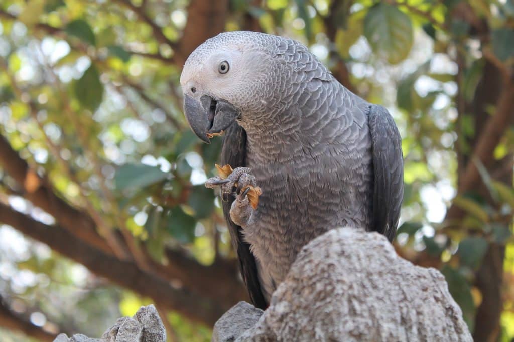 bird, parrot, african grey