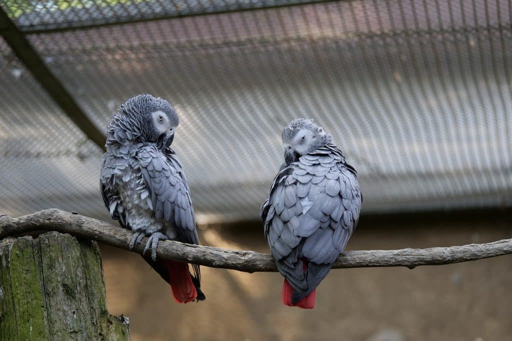 parrot, pair, birds