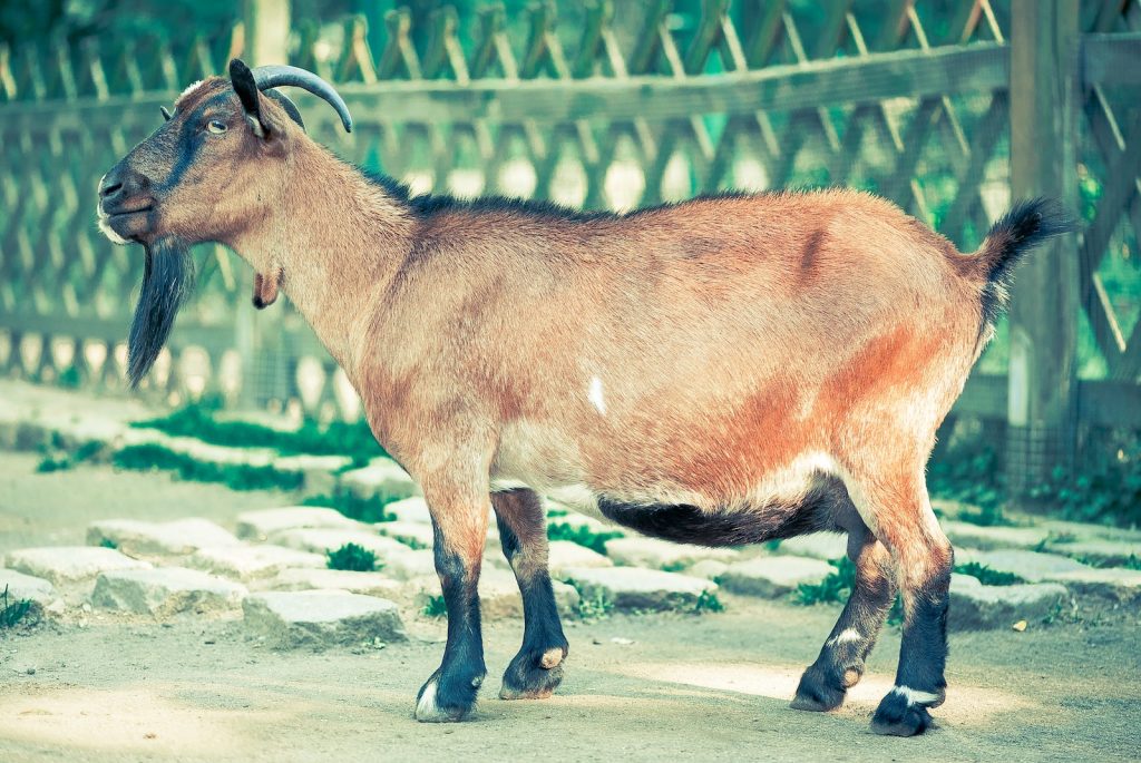 Brown and Black Goat With Horn Standing Near Fence