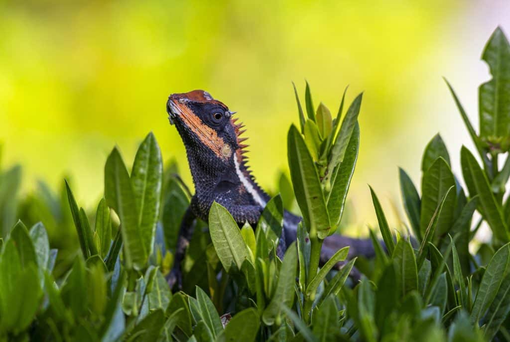 Black Bearded Dragon on Green Plant