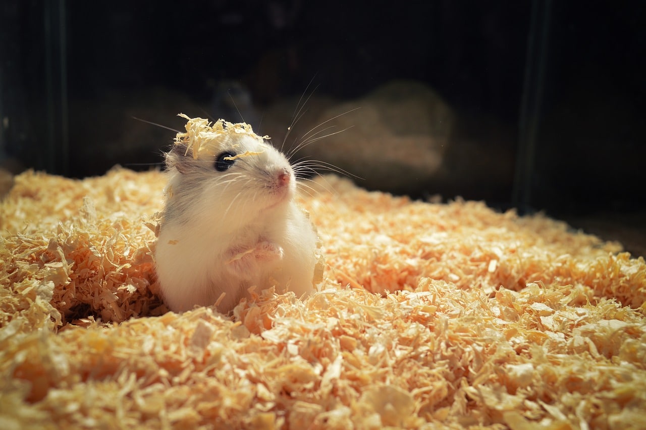 Five Reasons Hamsters Bite, and How to Stop It - Pet Breeezy