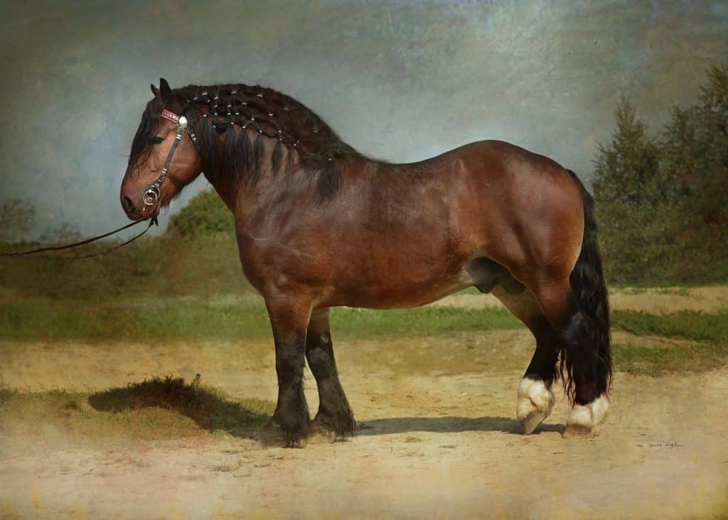 horse, equine, draft