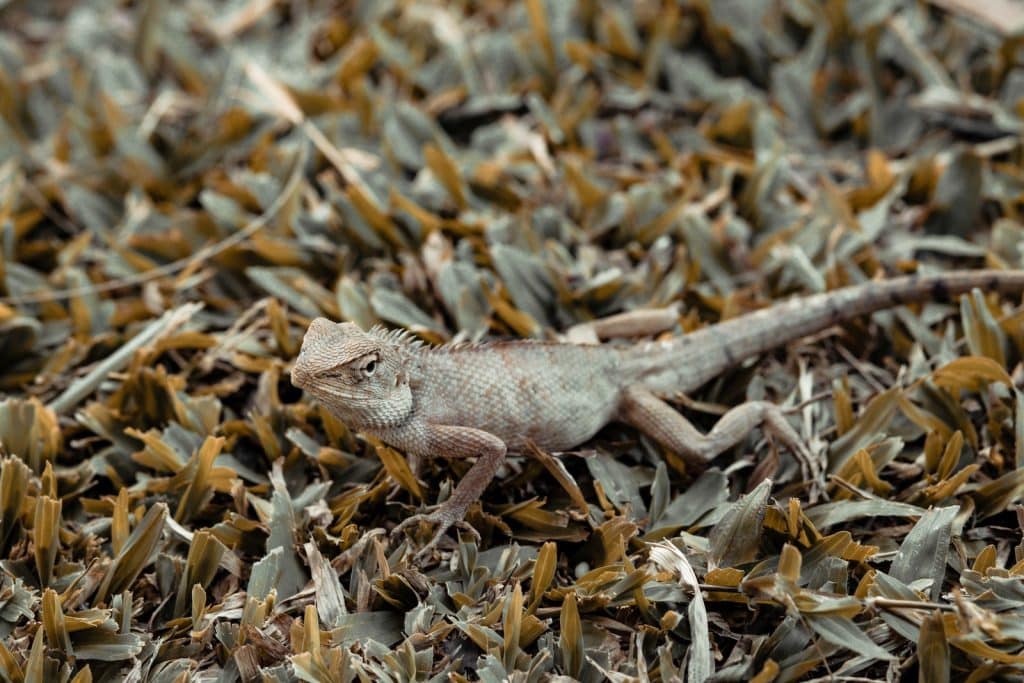 Brown and Gray Lizard on Brown Grass