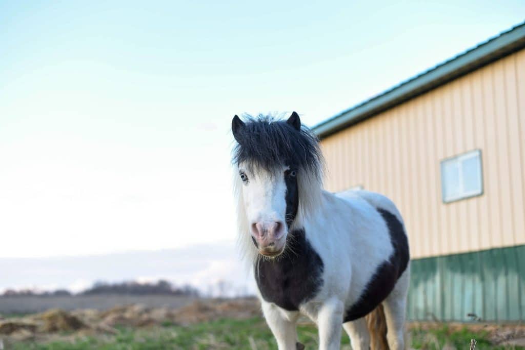 Small pinto horse standing on pasture in farmland