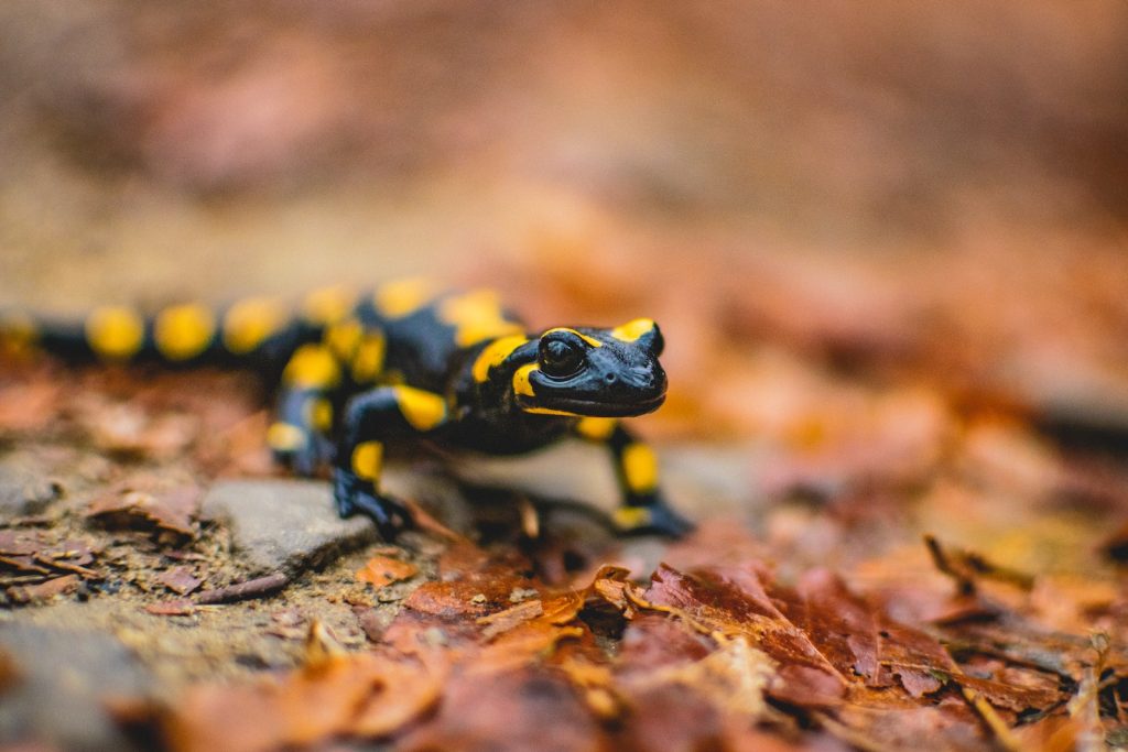 Close-Up Shot of a Fire Salamander