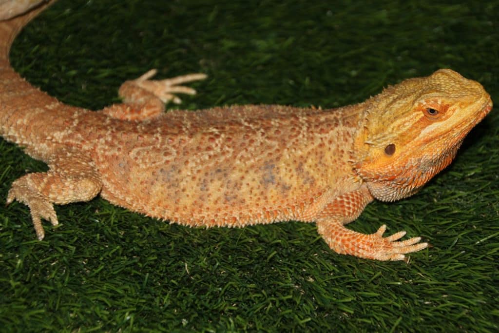 Brown and Orange Bearded Dragon on Green Grass