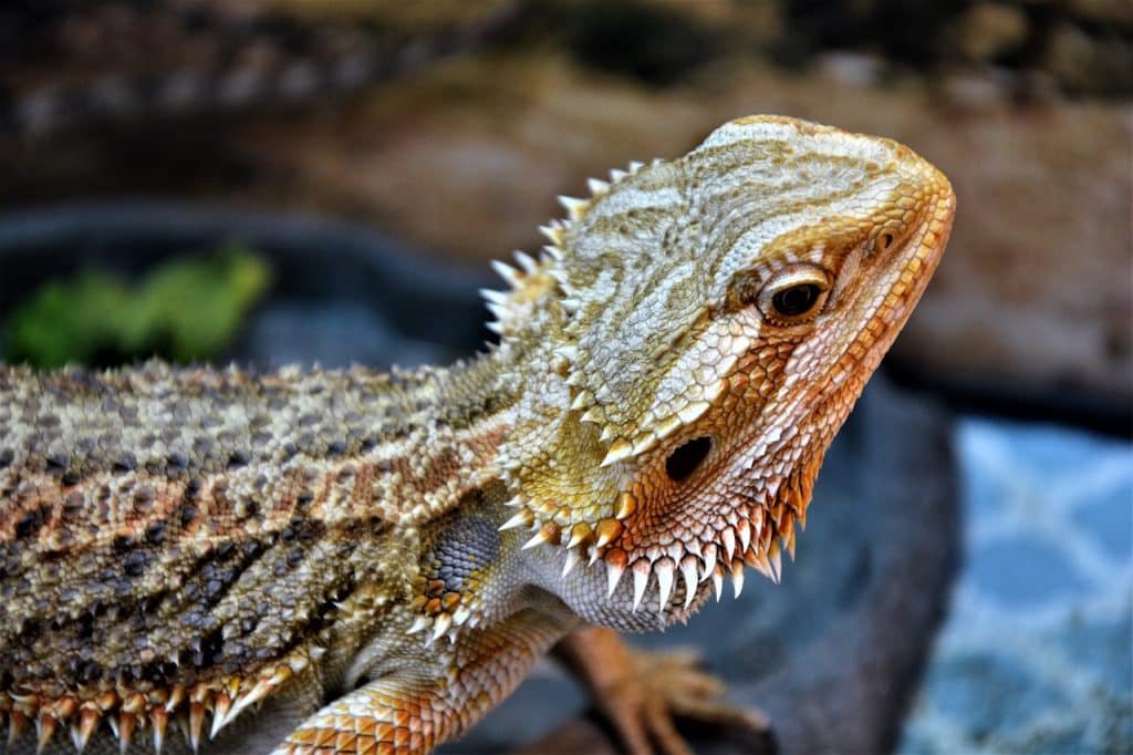 bearded dragon, lizard, sharp