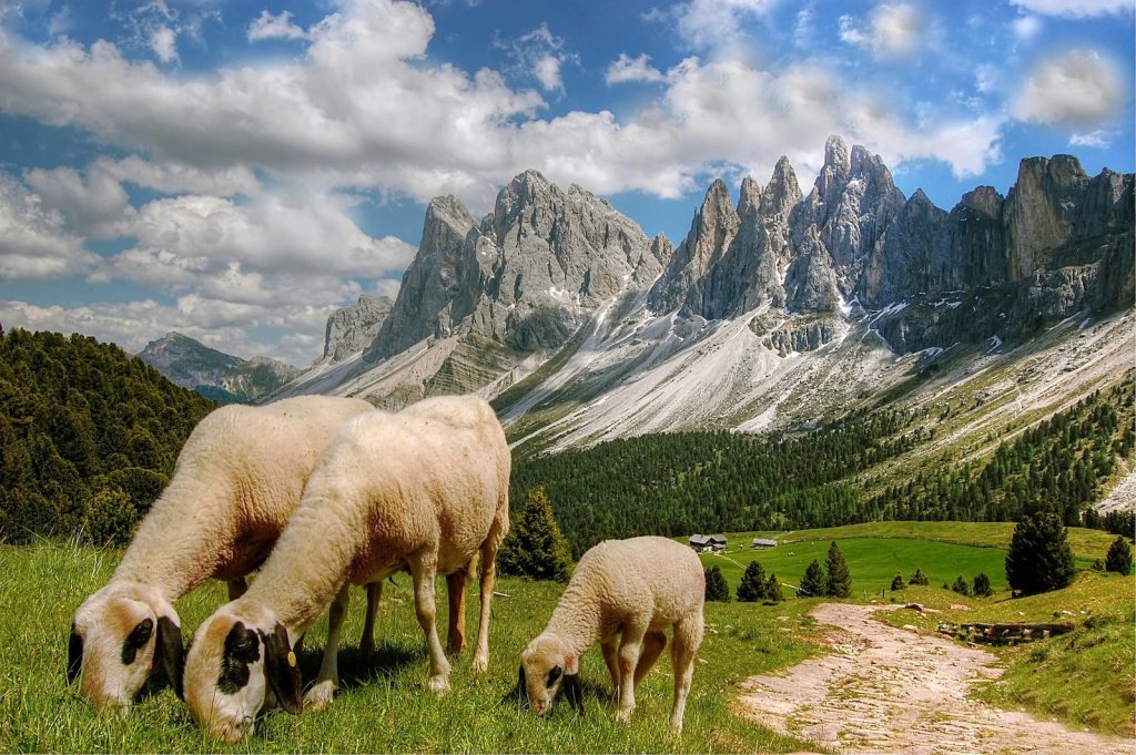 Sheep Eating Grasses