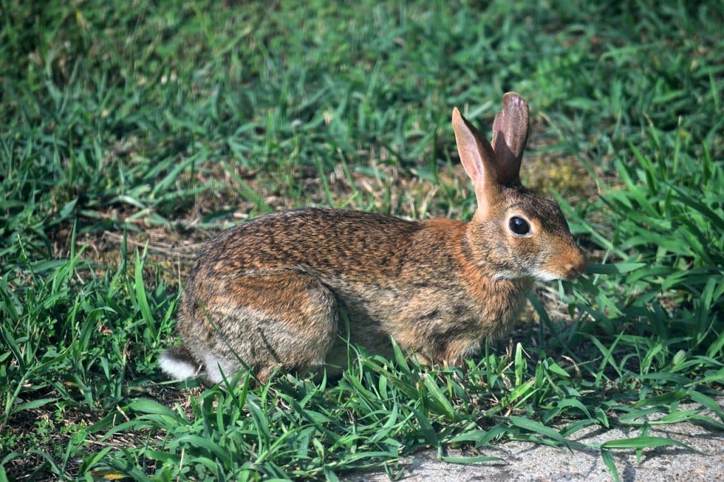 wild rabbit, wildlife, cute