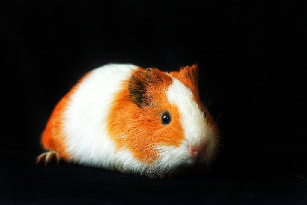 White and Brown Guinea Pig on Black Background