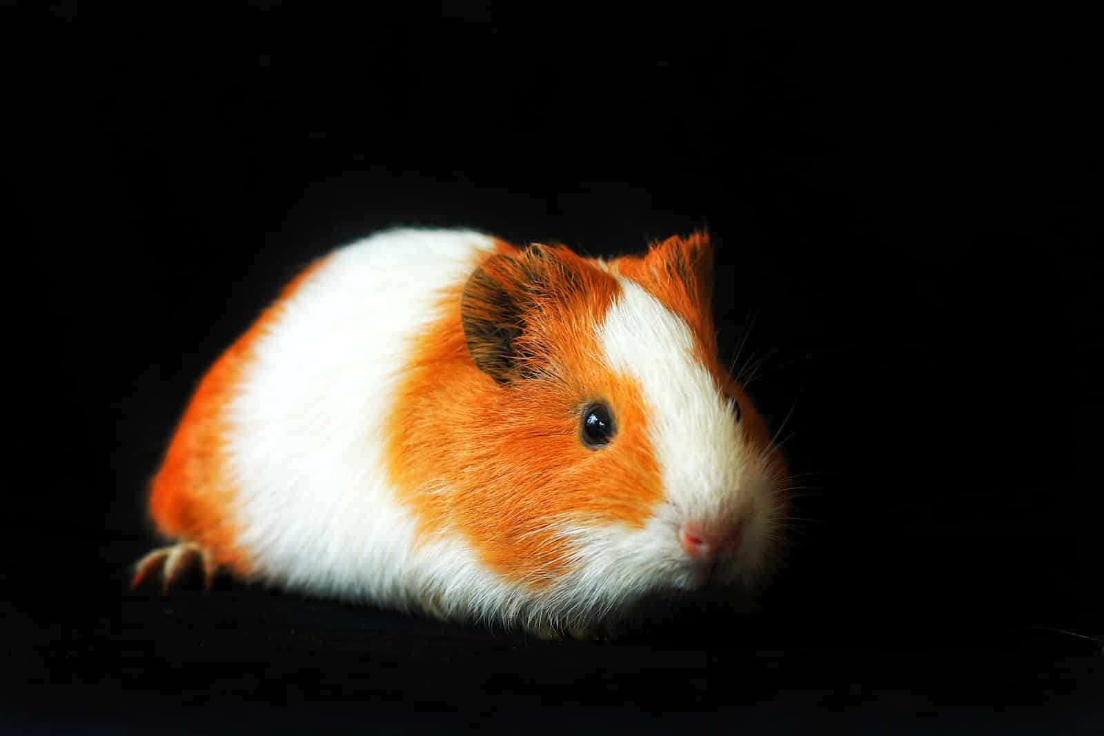What Is the Different Between Male and Female Guinea Pigs? Pet Breeezy