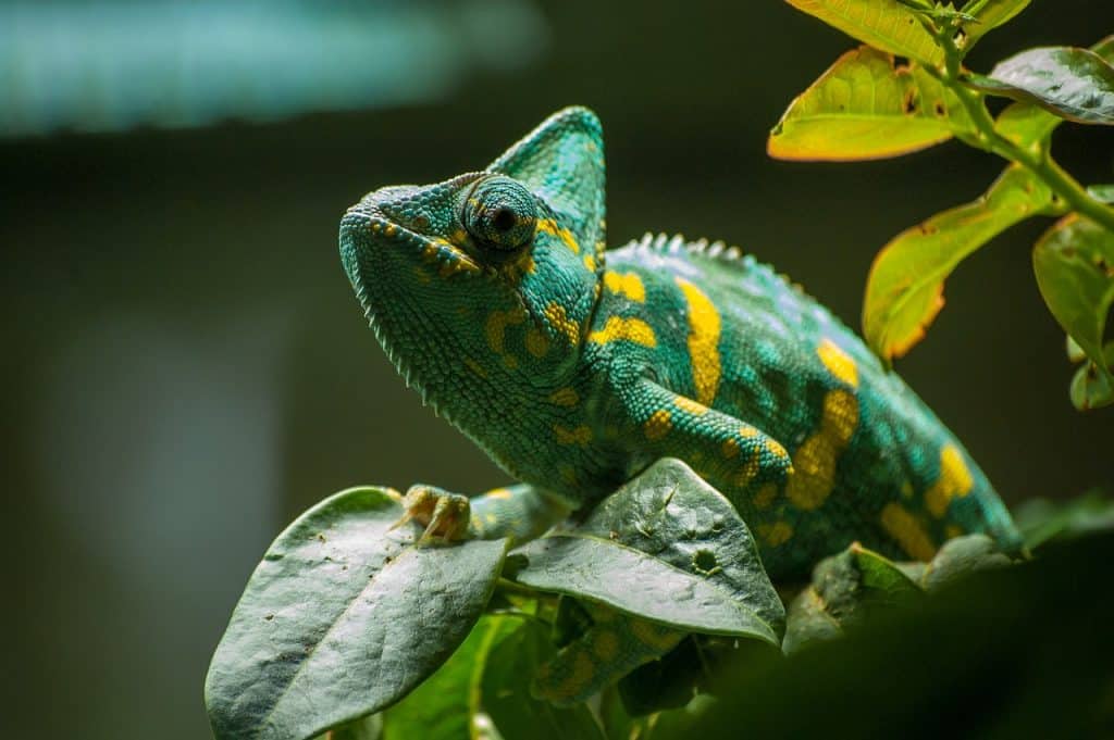 chameleon, green, exotic