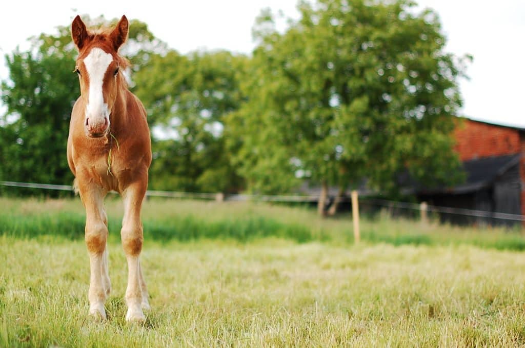 White and Brown Horse