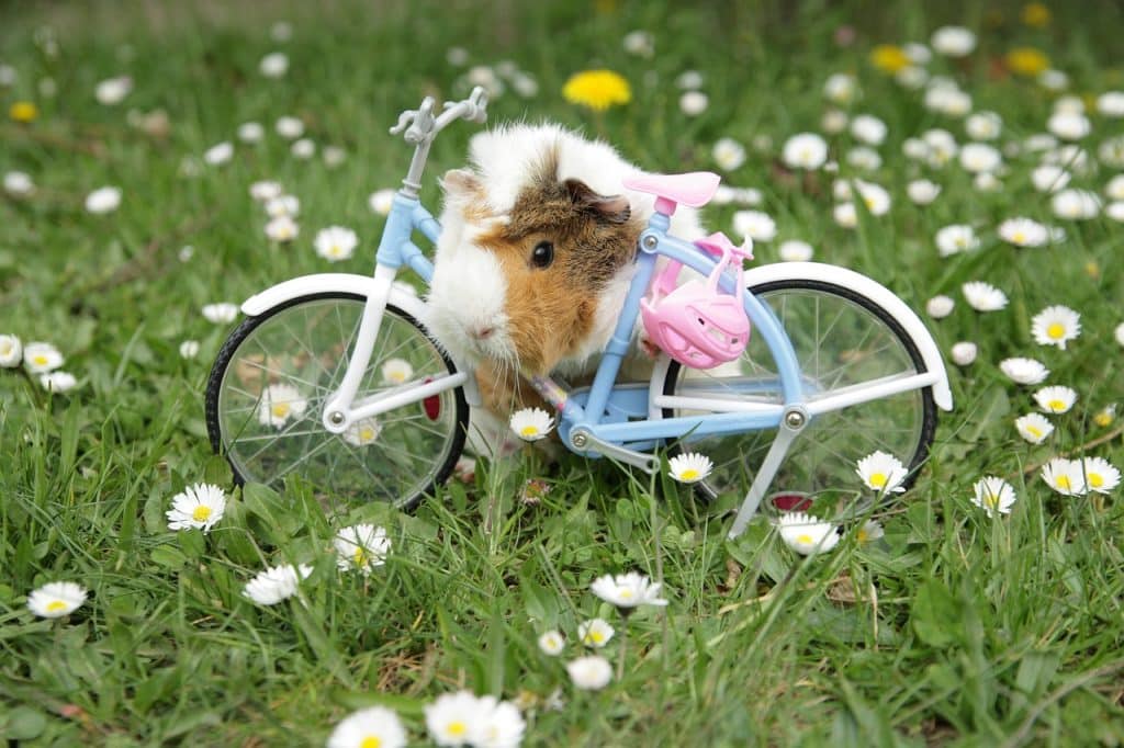 guinea pig, animal, daisy