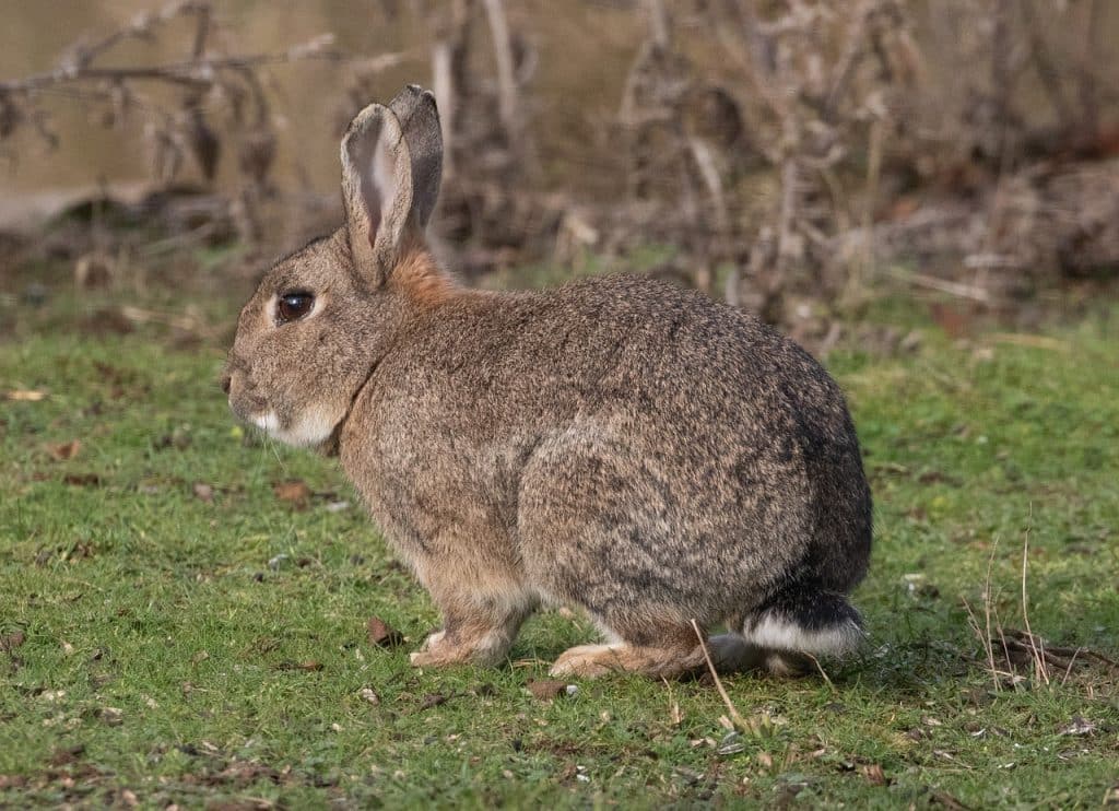 rabbit, wild, brown rabbit