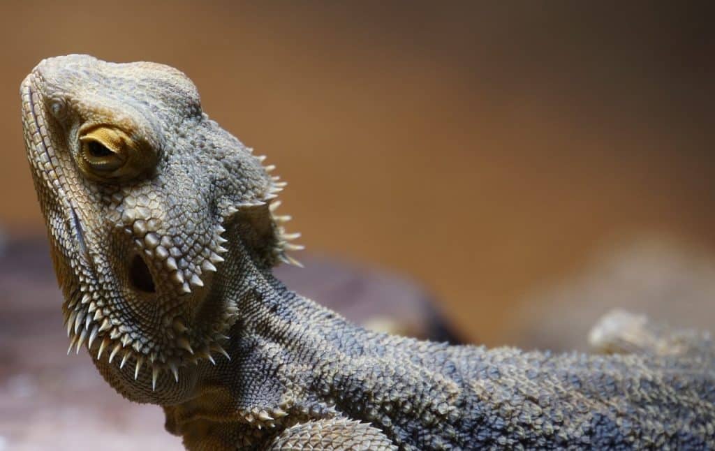 bearded dragon, background, schuppenkriechtier