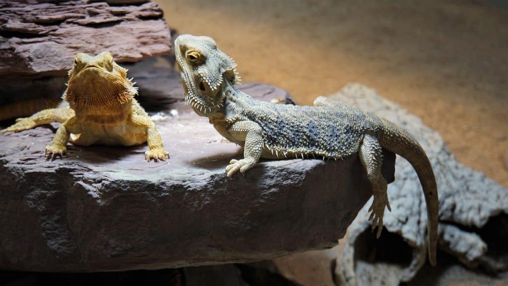 bearded dragon, terrarium, domestic animal