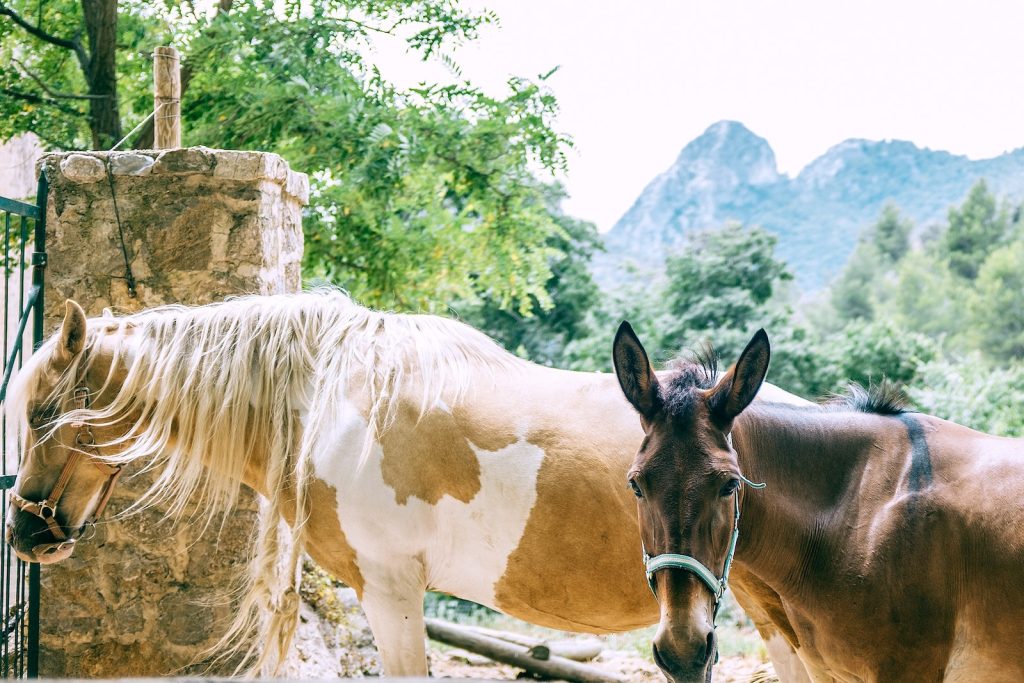 Side view of graceful palomino pinto and bay horses standing near fence in mountainous countryside on sunny day