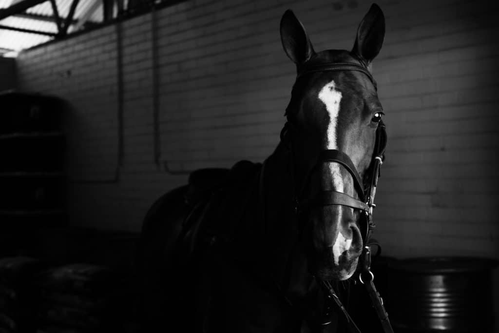 Horse with bridle standing in stable