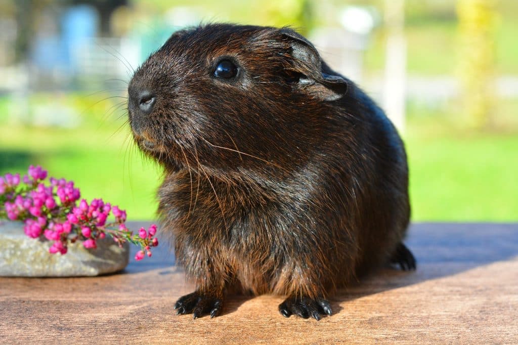 guinea pig, smooth hair, gold agouti